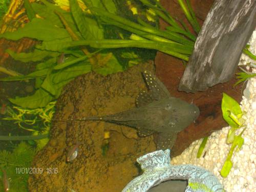 elfenwels anzubieten