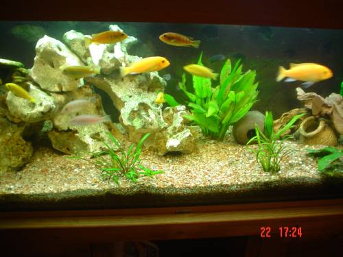 g�nstig malawiseebarsche abzugeben