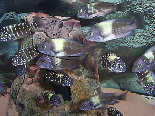 tropheus moorii duboisi maswa