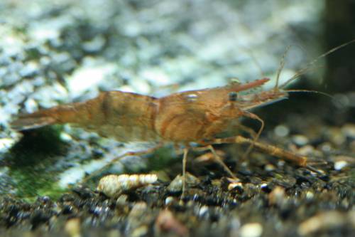 etliche ringelhandgarnelen abzugeben