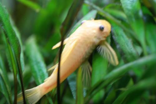 noch einige junge antennenwelse ancistrus spec l