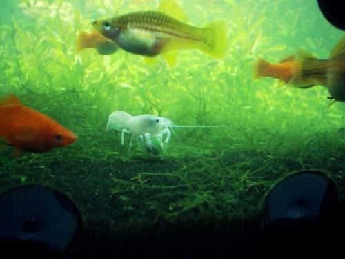 mehrere sumpfkrebse procambarus clarkii abzugeben