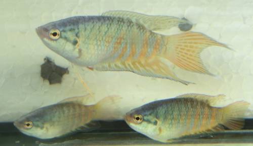 macropodus opercularis paradiesfisch makropode 