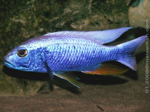 aulonocara protomelas copadichrimis l welse ahli fische