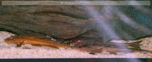 l a red lizard cat welse