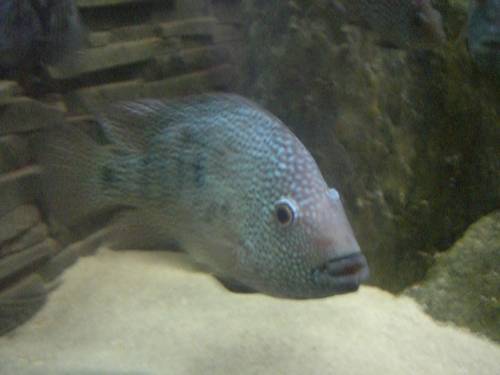 herichthys carpintis