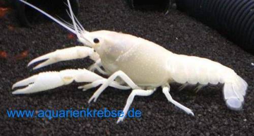 procambarus clarkii white pearl weier sumpfkrebs