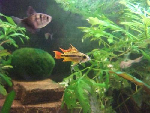 zwei apistogramma cacatouides m�nnchen