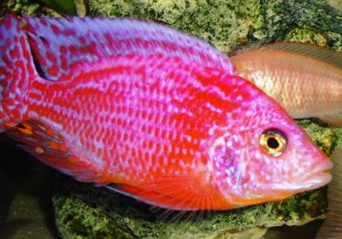 aulonocara spec firefish kuckuckswelse