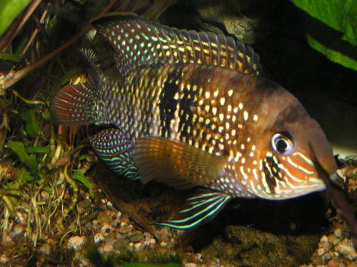  aequidens sp maracaibo nachwuchs zu verschenken