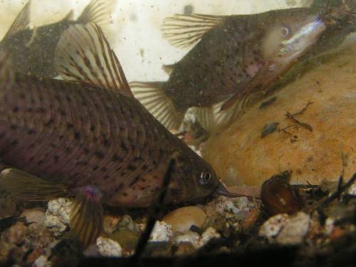 schrot schwielenwelse dianema longibarbis