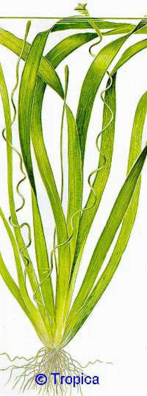 vallisneria americana gigantea sehr sch�ne gro�e pflanzen