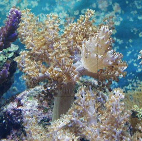 lebendgestein aus indonesien kg