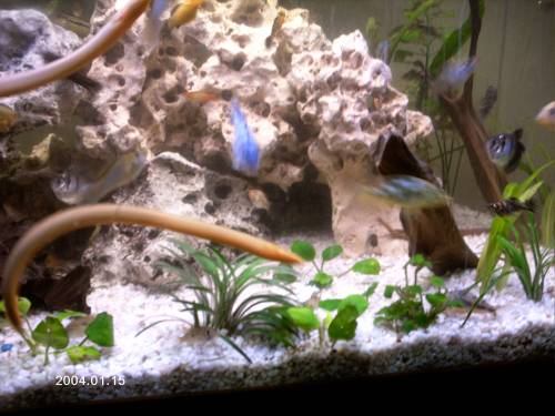 erpetoichthys calabaricus flsselaal