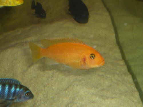 malawi buntbarsche orange