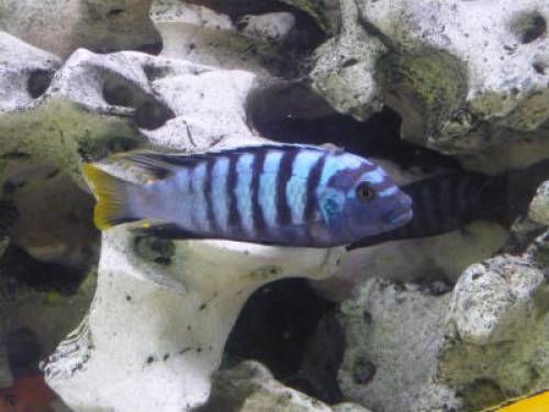 cynotilapia afra malawie buntbarsche blau