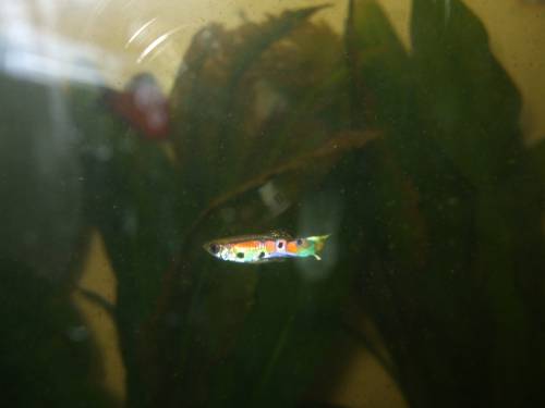 junge endlerguppys