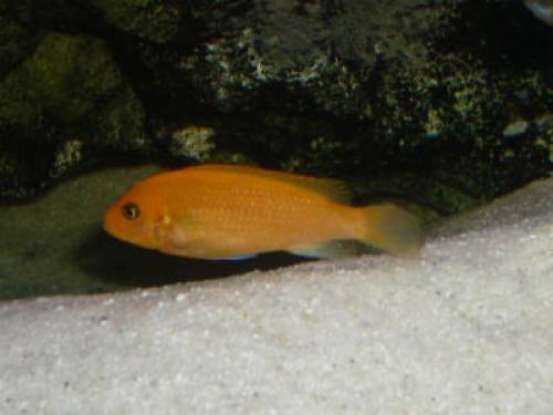 malawi buntbarsche orange red zebra metriaclima estherae