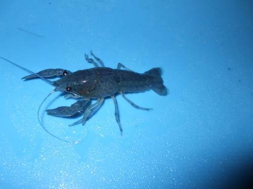 procambarus alleni blaue floridakrebse