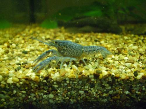 reinerbige floridakrebse abzugeben