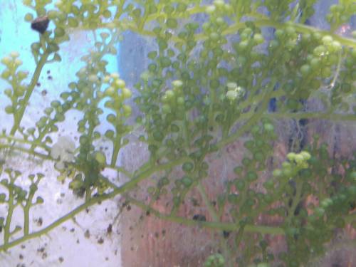 verschiedene caulerpa arten