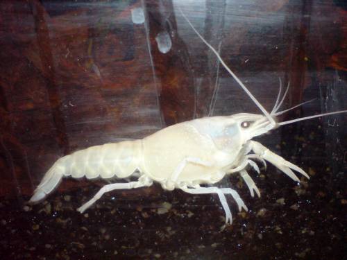 procambarus clarkii reinerbig weiss orange