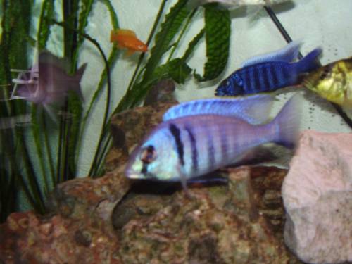 malawicichliden aus hobbyzucht