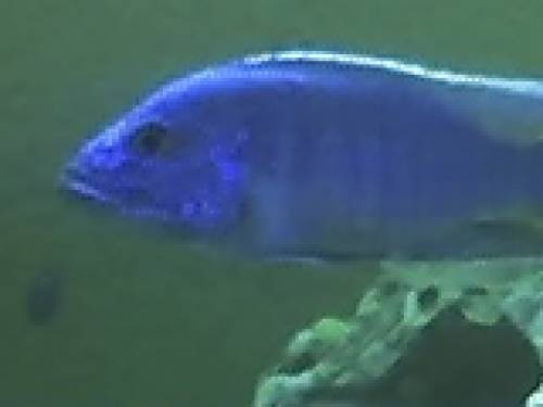 malawicichliden aus hobbyzucht