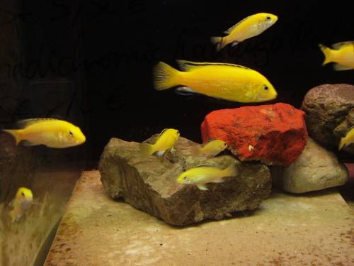 labidochromis caeruleus yellow