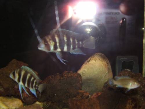 cyphotilapia frontosa