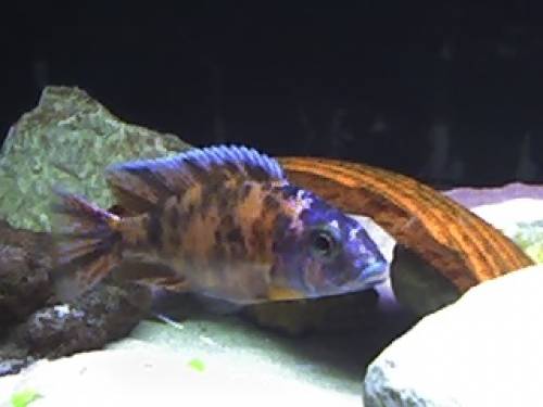 malawicichliden aus hobbyzucht