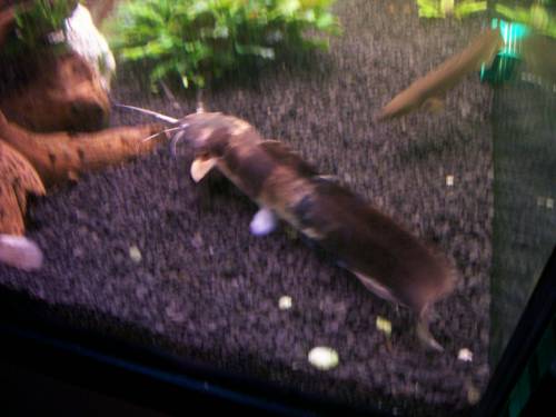  sehr sch�ne gro�e gescheckte froschwelse