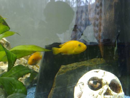 biete gelbe bundbarsche