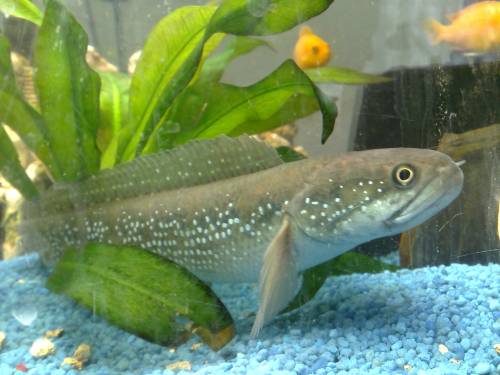 biete schlangenkopffisch