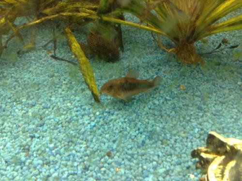 verkaufe metalpanzerwelse