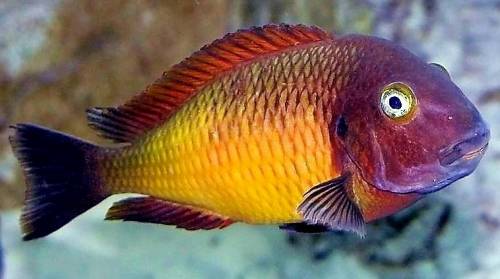 tropheus ilangi yellow wf