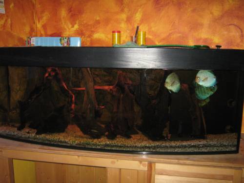 aquarium komplett discusbecken