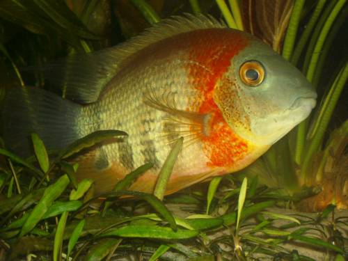  augenfleckenbuntbarsche paare sowie antennenwelse