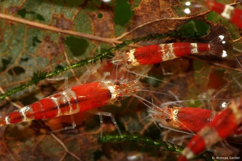  crystal red garnelen in ingelheim