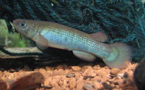 rivulus cryptocallus paare jungfische ca stck