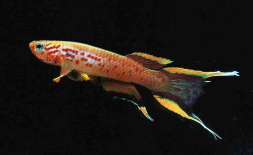 aphyosemion australe kap lopez paar abzugeben