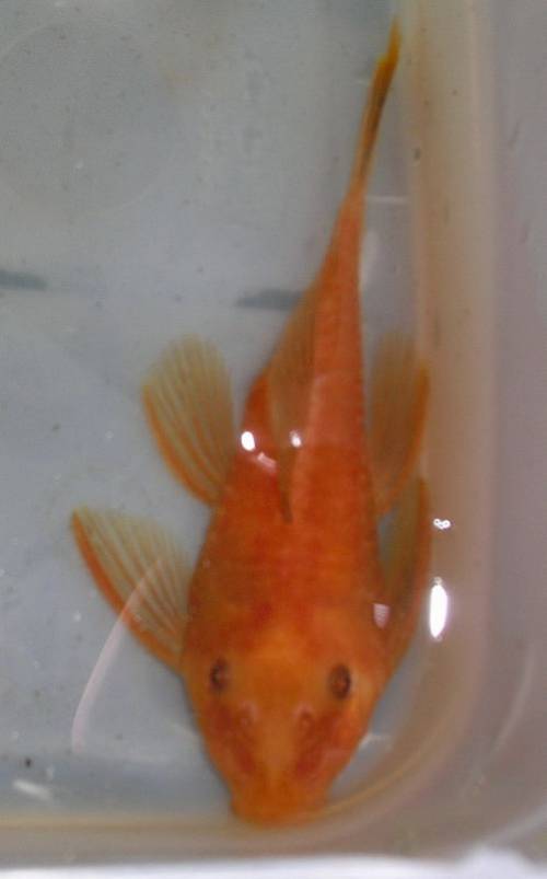 ancistrus spec superrot