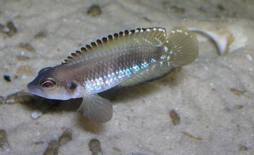 lamprologus speciosus schneckenbuntbarsch