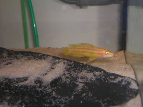 zuchtpaar julidochromis ornatus albino
