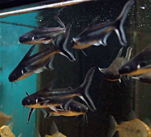 schwarzpunkt haiwelse pangasius larnaudi 