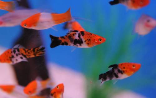 koi schwerttrger 