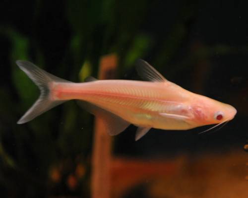 albino haiwels pangasius sutchi 