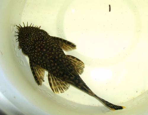 ancistrus spec brauner antennenwels