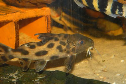 synodontis sp cf multipunctatus