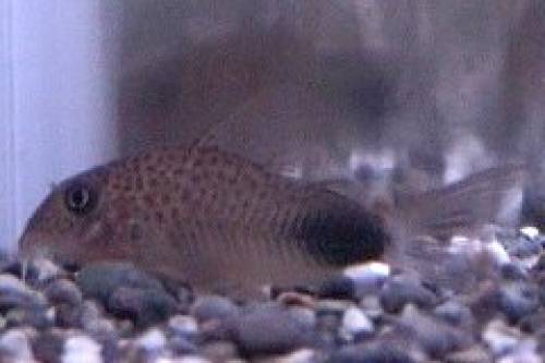 corydoras sp new violetta